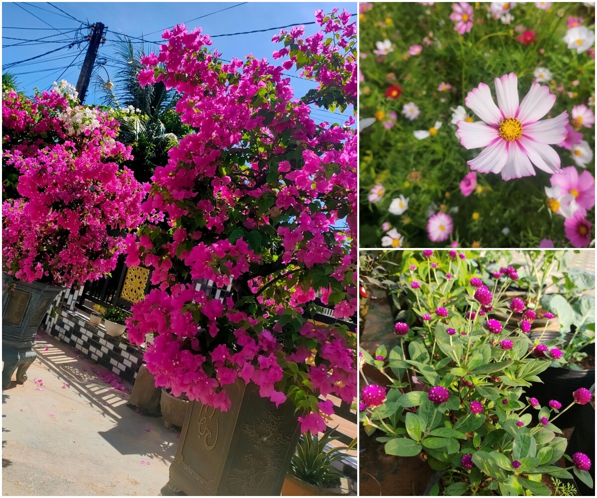 Các loại hoa khoe sắc trong vườn nhà.