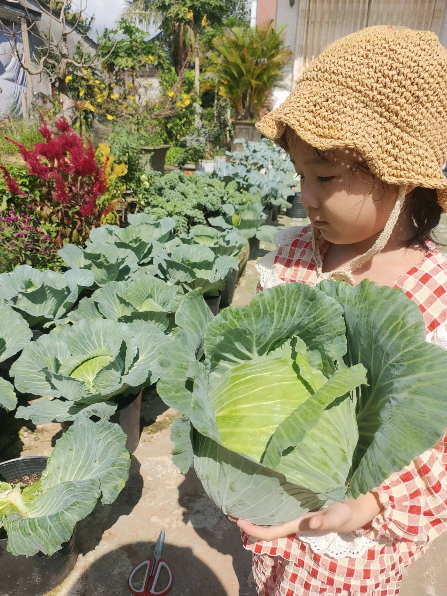 Mẹ đảm chi hơn 1 triệu trồng rau nuôi gà trên mảnh vườn 200m2, rau xanh quanh năm, hoa rực rỡ muôn màu - 15