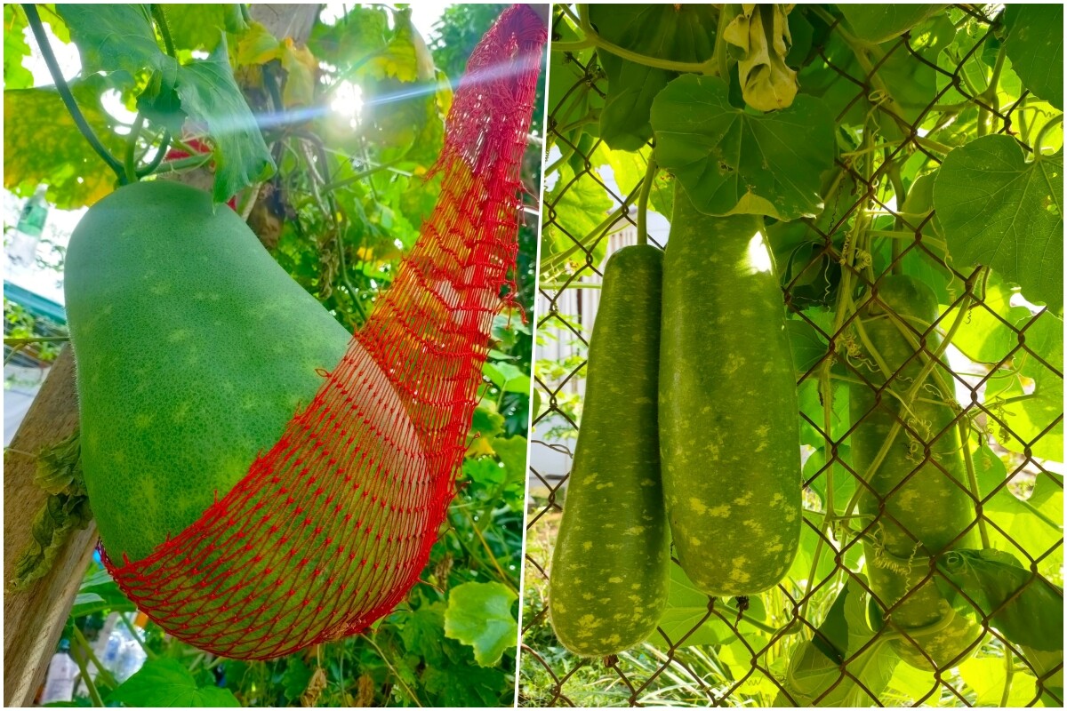 Những loại rau củ trong khu vườn của chị Khương.