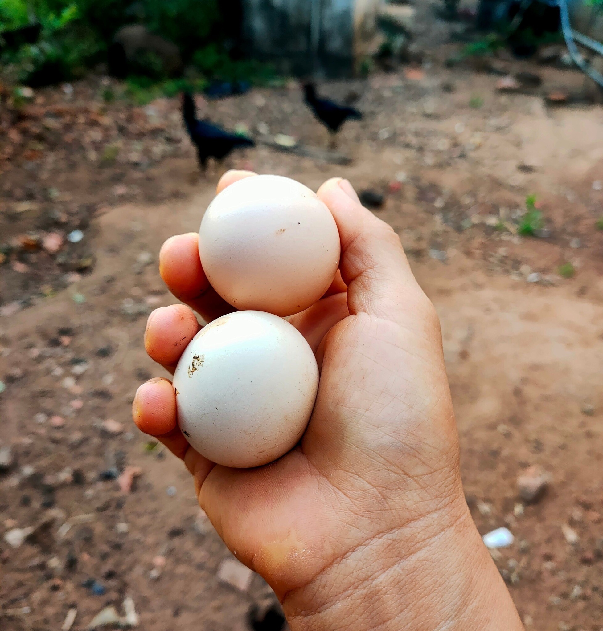 Ngoài trồng rau chị Khương còn nuôi gà để lấy trứng.