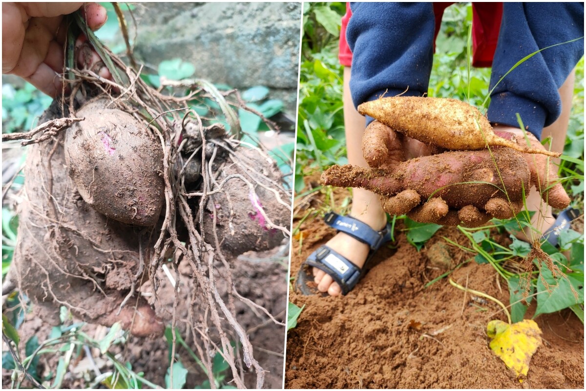 Mẹ đảm chi hơn 1 triệu trồng rau nuôi gà trên mảnh vườn 200m2, rau xanh quanh năm, hoa rực rỡ muôn màu - 12