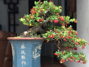 Cây dại này được ví như "hòn ngọc Viễn Đông", lên chậu thành bonsai tuyệt đẹp, có cây giá tiền tỷ