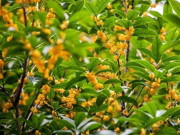 Nhà đẹp - Tại sao không nên trồng cây mộc hương trước nhà? Đây không phải mê tín mà có cơ sở cả