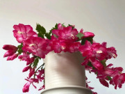 Nhà đẹp - 9 loại hoa may mắn nên trồng vào đầu xuân, cắm cành 7 ngày liền bén rễ, 2 tháng sẽ nở hoa