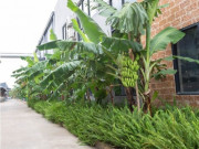 Nhà đẹp - Nên hay không nên trồng cây chuối trước nhà? Trồng đúng nơi tài lộc chảy ào ào vào nhà