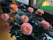 Nhà đẹp - Tháng 3 chăm hoa hồng theo 3 quy tắc này, cây khỏe không sâu bệnh, nụ lên tua tủa, hoa nở rực rỡ