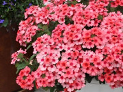 Nhà đẹp - Loại hoa này nở quanh năm, chịu nhiệt giỏi, càng nắng nở càng rực rỡ, chỉ cần một cành sẽ nở đầy chậu