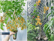 Nhà đẹp - Cô nàng 10X tận dụng cốc trà sữa để trồng cà chua, quả sai trĩu trịt, vừa đẹp mắt vừa ngon