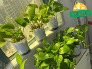 Nhà đẹp - Mùa xuân chăm cây trầu bà nhớ 3 mẹo này, lá xanh như bôi mỡ, cây dài tới 3m