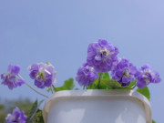 Nhà đẹp - Đây là "cỗ máy tạo hương" trong thế giới thực vật, một bông đã làm cả sân thơm ngát, vừa đẹp vừa dễ trồng