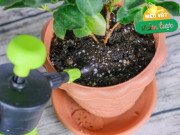 Nhà đẹp - Mùa xuân nhớ làm 3 việc này, đất tơi xốp như bánh mì, đến hè hoa sẽ nở rộ