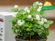 Nhà đẹp - Mùa xuân chăm hoa nhài theo 5 quy tắc này, cây sẽ đâm chồi nảy lộc, nở hoa đầy cành vào tháng 4