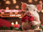 Yêu - Khi bông hồng nhận ra con lợn