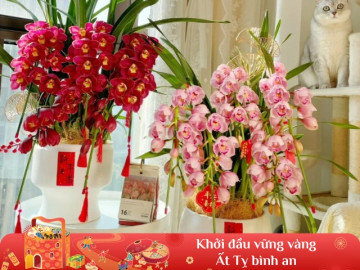 5 loại hoa phú quý vừa đẹp vừa bền, chưng Tết cả tháng hoa vẫn tươi thắm trên cành