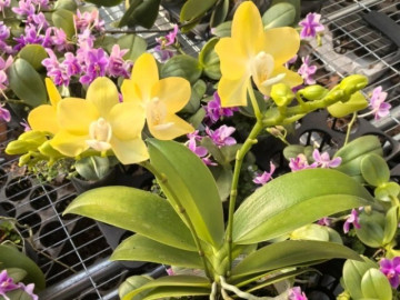 Đến chợ hoa sau Tết, bắt gặp 4 loại hoa này nên rinh về nhà ngay vì đó là món hời lớn