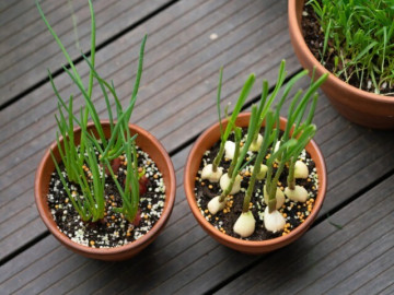 10 loại rau này là khắc tinh của ung thư, rất thích hơp trồng ở ban công, có loại cho thu hoạch quanh năm