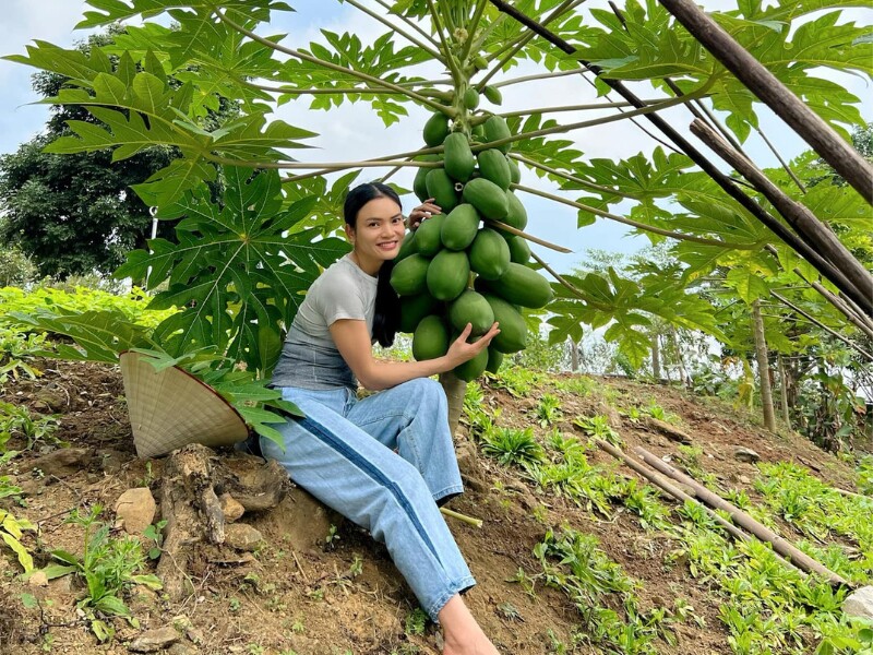 Phạm Phương Thảo vui thú điền viên. Nữ ca sĩ cho biết vườn nhà cô mùa nào cũng có quả được thu hoạch. Bạn bè đến chơi rất thích thú mỗi khi được tự hái hoa quả.
