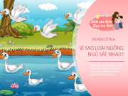 Nuôi con IQ EQ - Truyện cổ tích: Sự tích ngỗng có thói quen ngủ sát nhau