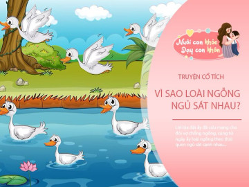 Truyện cổ tích: Sự tích ngỗng có thói quen ngủ sát nhau