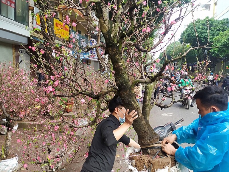 Nhiều cây cảnh có kích thước lớn, cồng kềnh khiến khách hàng không thể tự vận chuyển về nhà mà phải nhờ dịch vụ vận chuyển thuê. Đây là nghề "hốt bạc" vào những ngày cuối năm.
