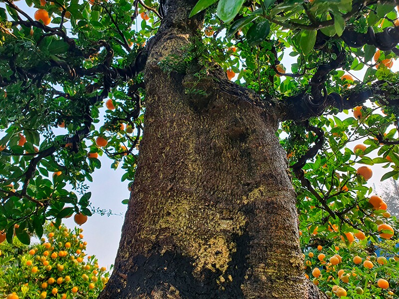 Dịp Tết năm nay, nghệ nhân Trương Ngọc Xuân trình làng chậu quất “khổng lồ” được ghép trên gốc cần thăng khoảng 70-80 năm tuổi. Quất cần thăng với ý nghĩa mang cho gia chủ cái tết no ấm, may mắn, tài lộc, thăng quan tiến chức.