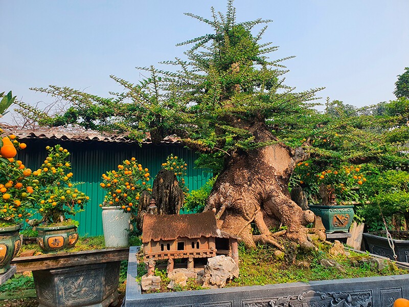  Ông Xuân (ở Hà Nội) sở hữu chậu cần thăng bonsai cao 1,5m, tán rộng 2m, đường kính gốc khoảng 1m. Cây cần thăng này của ông khoảng trên 100 năm tuổi. Để tìm được một cây như thế này rất khó và ông phải mất số tiền trên 500 triệu đồng để sở hữu cây cần thăng này.