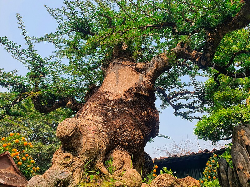  “Đây là cây cần thăng đẹp nhất và giá trị nhất trong vườn của tôi. Với những gốc cần thăng khác, tôi sẽ ghép quất vào làm quất cần thăng để bán Tết nhưng cây này tôi để chơi, không ghép quất”, ông Xuân nói.