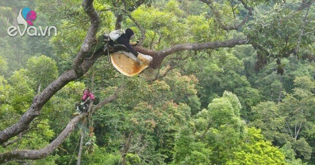 "Lộc trời" nằm vắt vẻo trên cây, xưa giá rẻ như cho nay thành đặc sản vang danh khắp nơi giá tiền triệu, tốt cho sức…