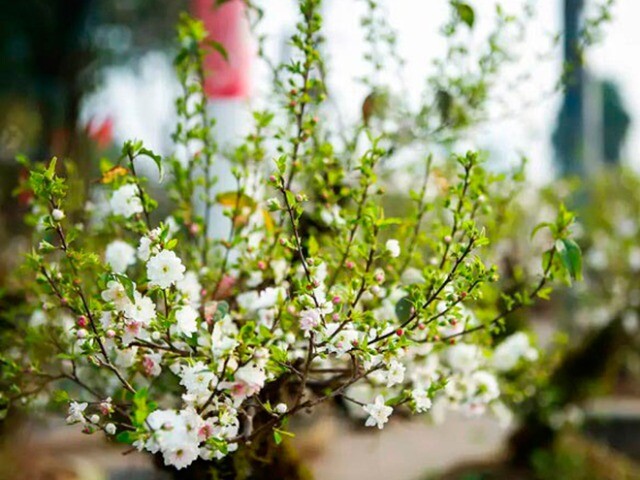 Cây lạ mọc dại lên chậu thành bonsai trưng Tết, mang nhiều ý nghĩa phong thuỷ, có cây khủng giá 80 triệu đồng