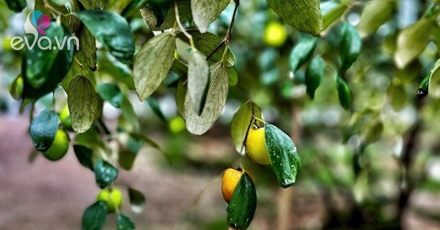 Loại quả có tên rất lạ, xưa không ai biết đến nay thành đặc sản khoái khẩu ở thành phố vì hương vị đặc biệt, tốt cho sức…