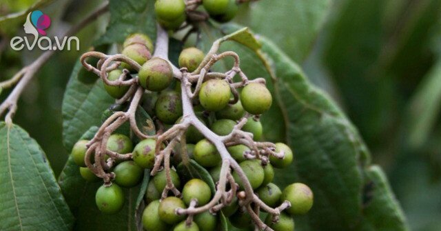 Loại quả xưa chín rụng không ai biết đến, nay thành đặc sản nổi tiếng ...