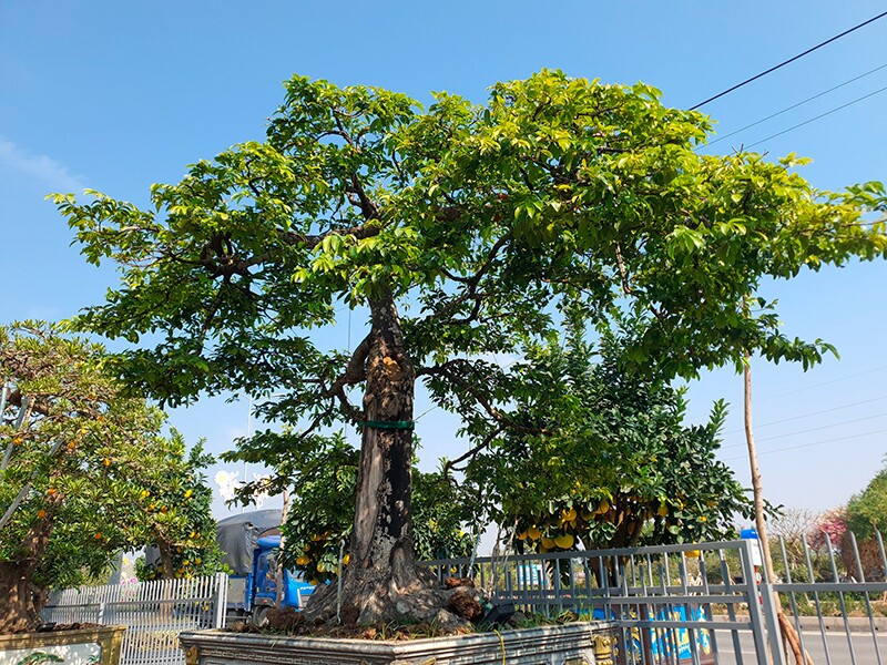 Anh Nguyễn Thế Tùng (SN 1977), trú tại Hưng Yên sở hữu cây thị bonsai "độc nhất vô nhị". Đây là cây thị hạt, không phải thị ghép nên bộ rễ mới được nổi lên mặt đất, nhìn như hoá thạch.