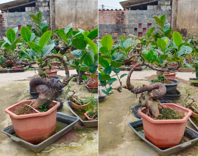 Cây mít có dáng thế đẹp rất khó kiếm, qua bàn tay của các nghệ nhân chúng trở nên có giá trị