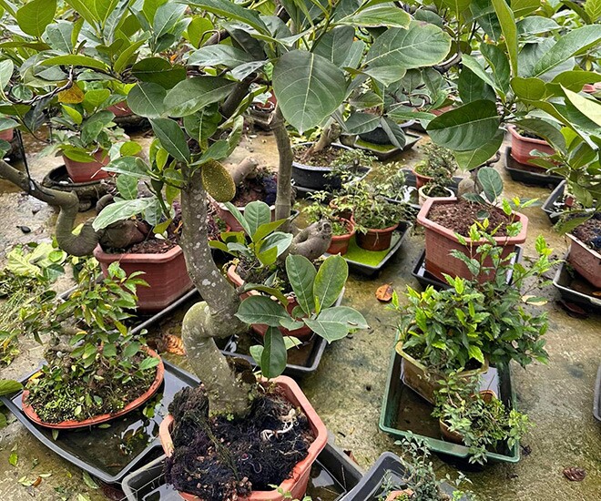 Cây mít bonsai thu hút sự chú ý của giới chơi cây