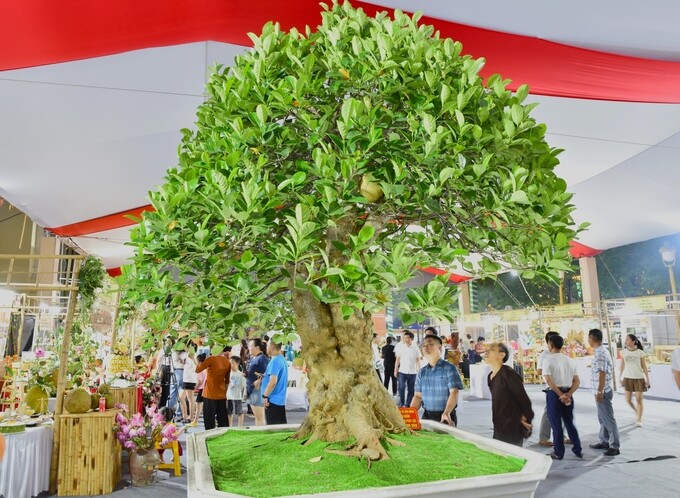 Cây mít bonsai khủng của anh Quân (ở Hà Nội) được chào bán với giá 800 triệu đồng