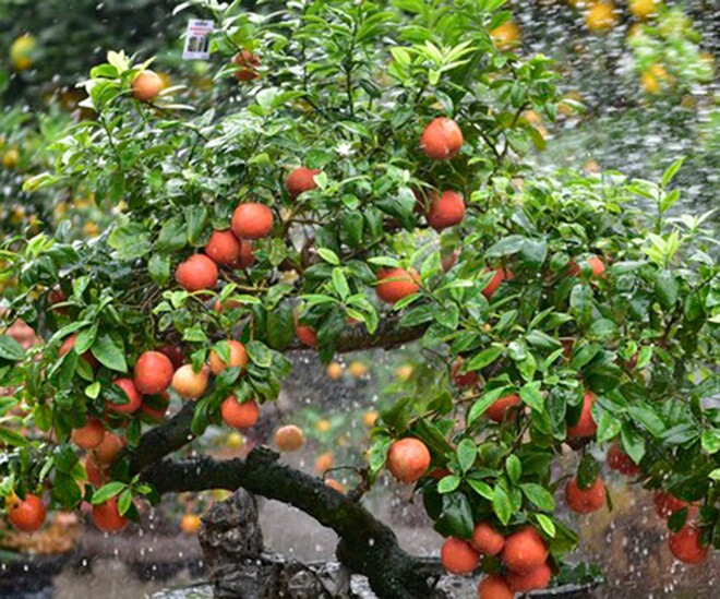 Bonsai chanh vừa lạ mắt vừa có nhiều ý nghĩa về phong thủy, phù hợp để trưng Tết Nguyên đán