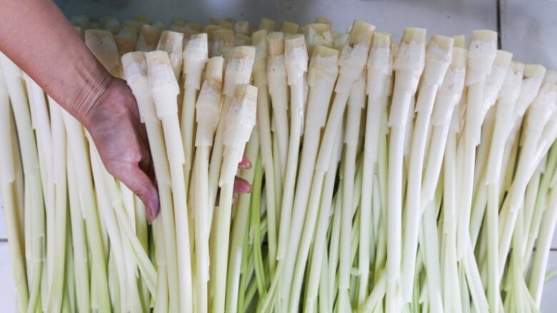 Nhiều hộ dân trồng bồn bồn để bán ra thị trường, mang về nguồn thu nhập đáng kể