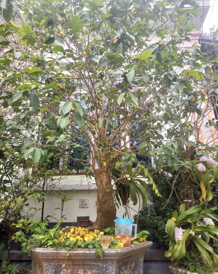 Tuỳ vào kích thước và số năm trồng mà bonsai trà hoa vàng có mức giá khác nhau, từ vài trăm đến vài triệu, thậm chí vài chục triệu đồng/chậu