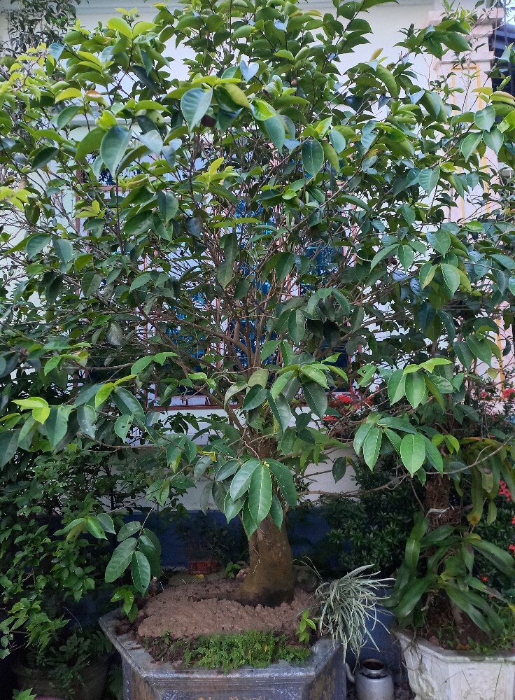 Cây hoa mọc dại bờ bụi lên chậu thành bonsai đẹp lạ, biểu tượng cho sự trường thọ và cao quý, giá tiền triệu vẫn được amp;#34;ưa chuộngamp;#34; - 3