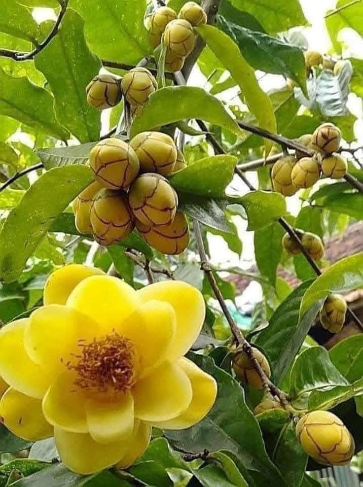 Trà hoa vàng có giá trị kinh tế cao, loại trà này được mệnh danh là “nữ hoàng” của các loại trà. 