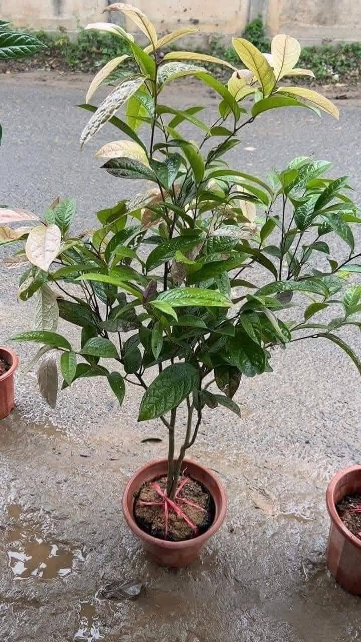 Trà hoa vàng vào chậu thành bonsai độc lạ