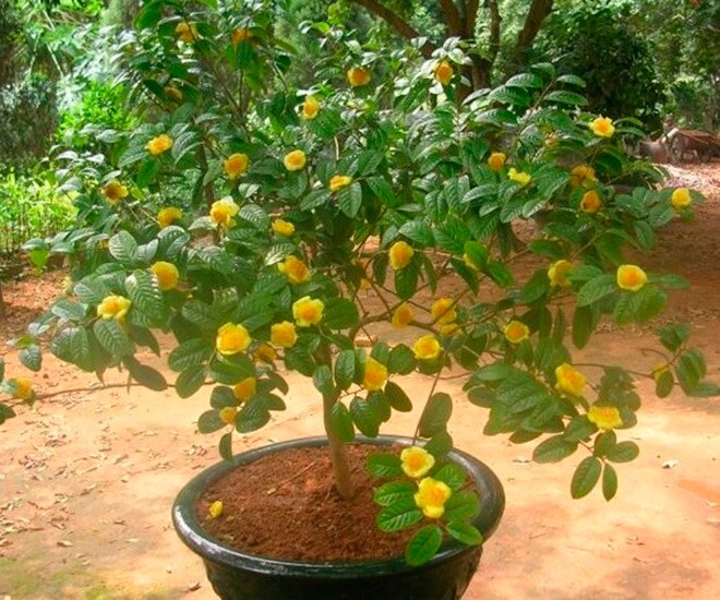 Bonsai trà hoa vàng được người thành phố tìm mua những năm gần đây vì đẹp mắt và mang ý nghĩa phong thuỷ