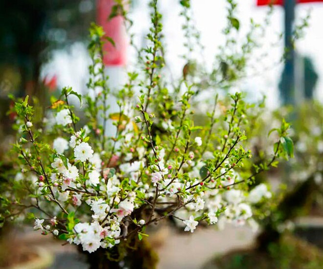 Nhất chi mai mang vẻ đẹp thanh tao, vốn mọc dại ở những vùng lạnh giá