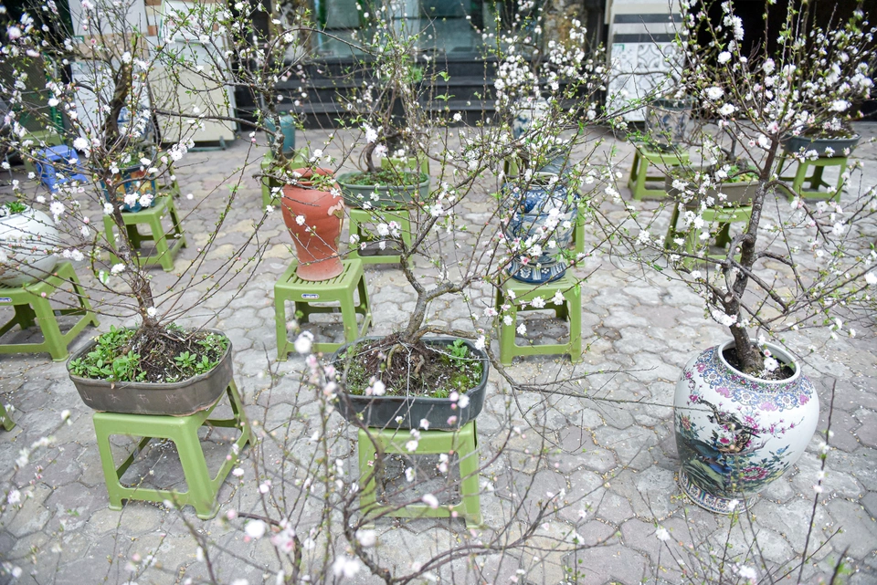 Loài hoa này mang nhiều ý nghĩa phong thuỷ, trước đây chỉ xuất hiện trong các gia đình vương giả