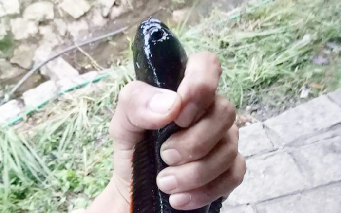 Cá chành dục rất tinh ranh, chỉ có câu là cách duy nhất để săn được chúng