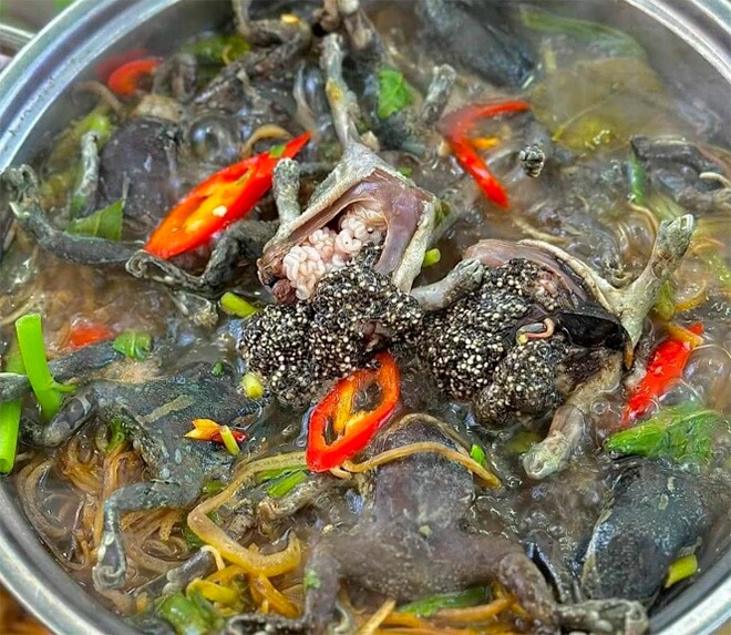 Những người có kinh nghiệm sẽ phân biệt được ếch òn đá và ếch òn thường