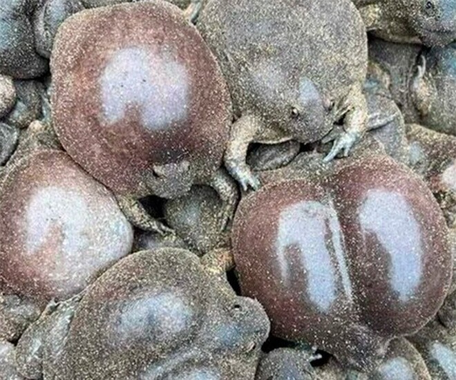 Ếch òn có hình thù kỳ dị nhưng thực chất lại ngon và bổ dưỡng, từ xưa đã là món khoái khẩu của người dân Ninh Thuận