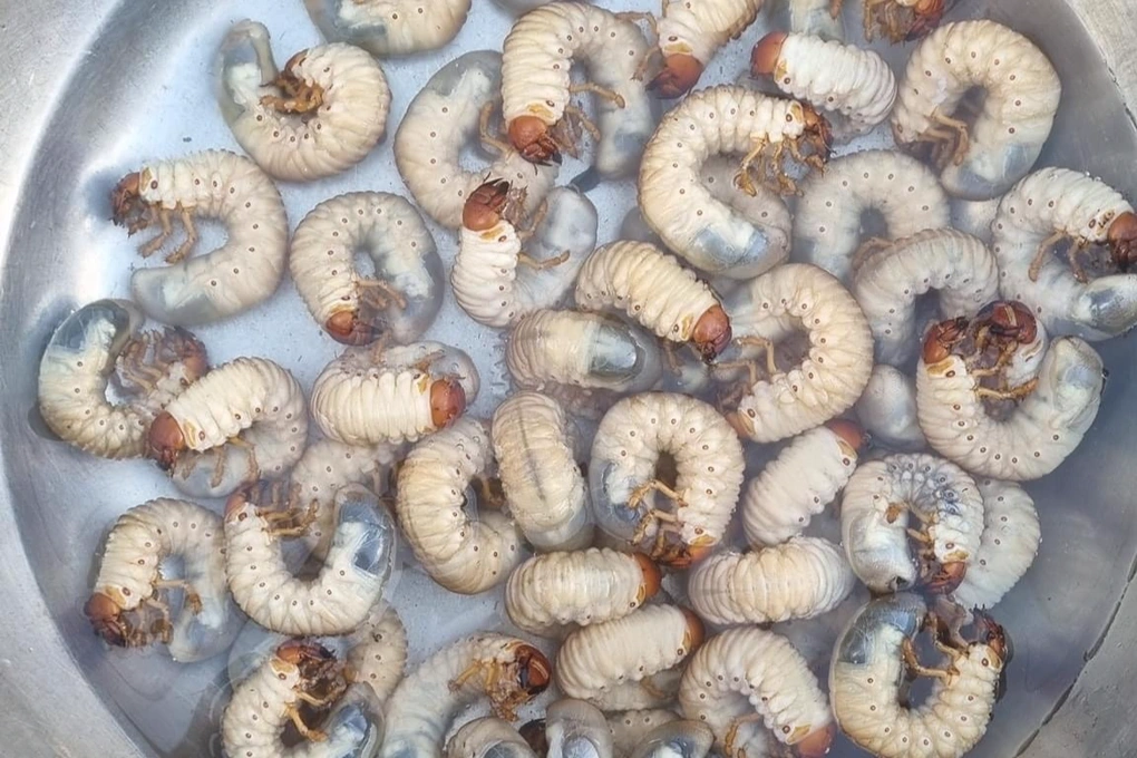 Trên thị trường, đuông đất có giá khoảng 200.000 đồng/kg nhưng số lượng không có nhiều