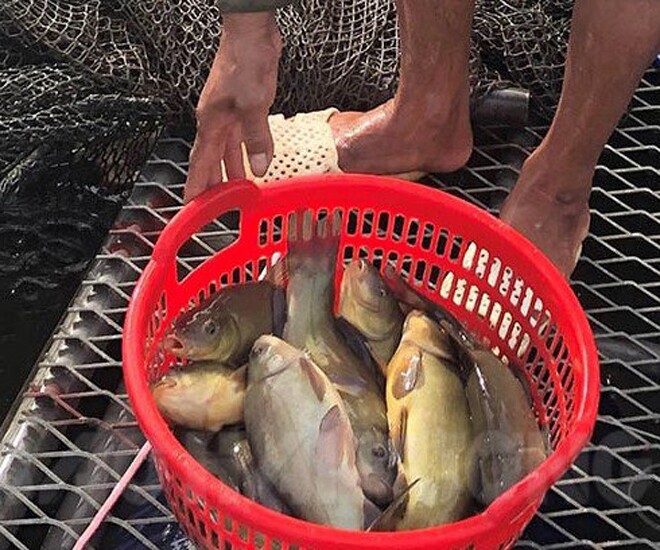 Cá quế được nuôi thành công ở Hải Dương, thịt thơm ngọt, ít xương, ít mỡ (Nguồn ảnh: Báo Hải Dương)
