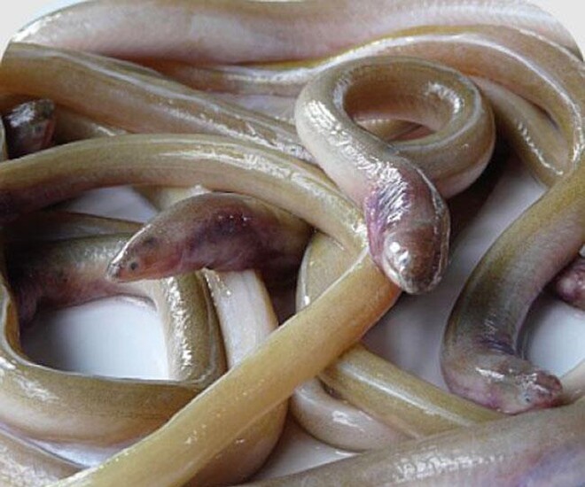 Cá sủn sỉn có ở vùng biển Quảng Nam, Đà Nẵng, nhưng nhiều nhất là ở Vũng Tàu